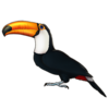 Toucan